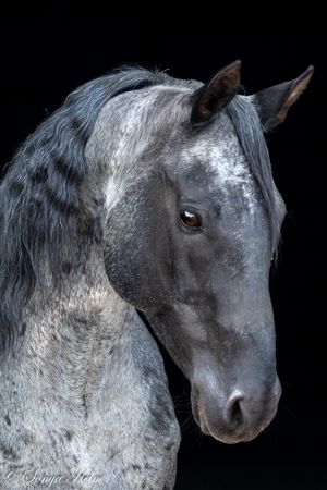 Close-up portrait of a dappled gray horse with expressive dark eyes against a black background.