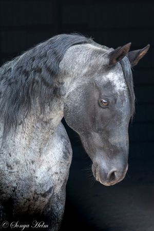 Side profile of a roan horse with a dark mane and gentle expression on black background.