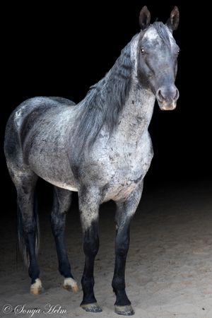 Full body portrait of a dappled gray horse standing against a dark background.