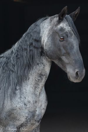 Profile view of a blue roan horse with flowing mane against dark background.