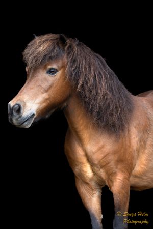 Profile portrait of a chestnut horse with long flowing mane against black background.