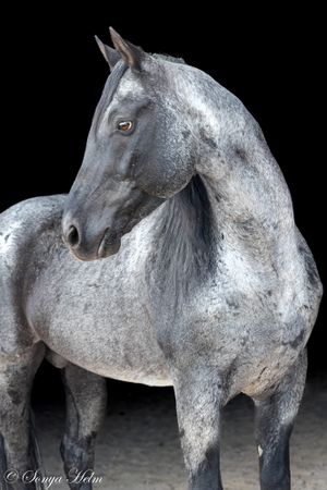 Muscular dappled gray horse posing elegantly against black backdrop.