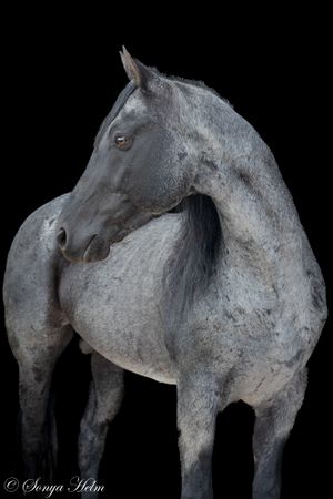 Side view of a powerful gray horse with strong muscular build.