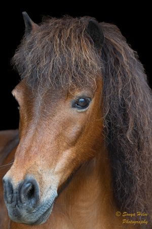Close-up of a brown horse's face with wild mane against dark background.