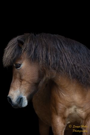 Side view of a brown horse's head with dark mane against black background.