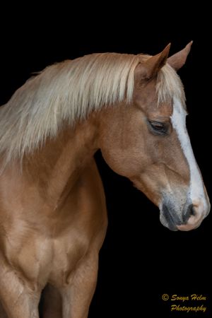 Portrait of a palomino horse with white blaze and mane against black backdrop.