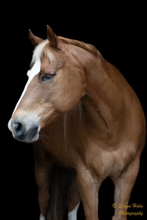 Elegant portrait of a chestnut horse with white marking against dark background.