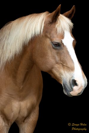Profile of a chestnut horse with white blaze and flowing mane on black background.