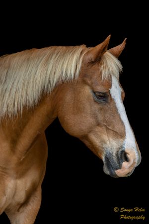 Side view portrait of a chestnut horse with white blaze against black backdrop.