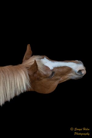 Artistic profile shot of a horse's head with white markings against dark background.