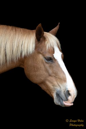 Close-up portrait of a chestnut horse with white blaze on black background.