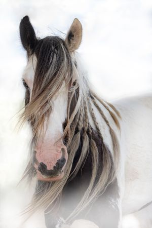 Beautiful wild horse with flowing black and white mane against light background in soft focus portrait photography.