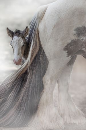 Close-up study of a horse's flowing white and grey mane with silver-toned highlights against a soft blurred background.