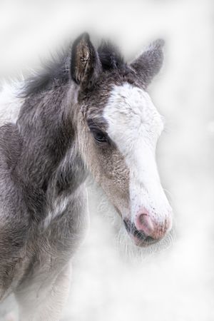 A series of five artistic black and white photographs showing close-up portraits of horses with ethereal lighting effects.