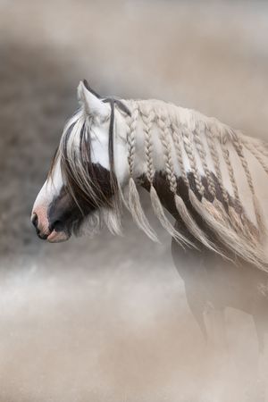 A grey horse with braided mane shown in a panoramic sequence of overlapping profile views on a neutral background.