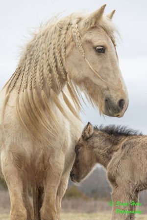 Cream-colored horse with braided mane standing beside young foal against soft background.