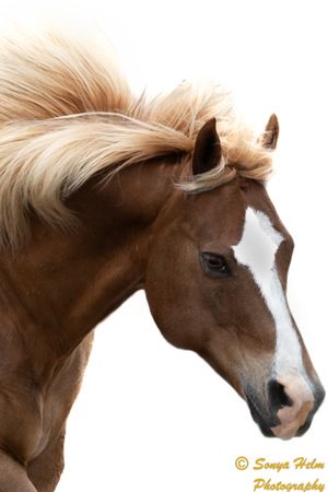 Profile of a paint horse with flowing blonde mane against white background.