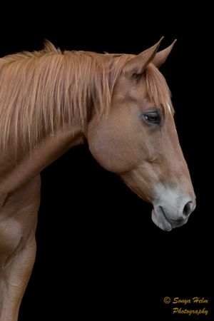 Side profile of a chestnut horse with refined features against black background.