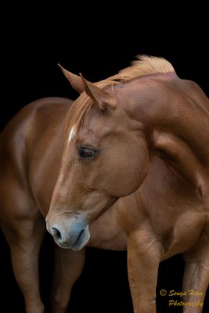 A chestnut colored horse with elegant muscular features poses against a black background.