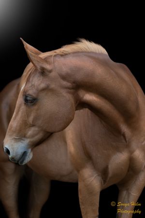 Profile view of a muscular chestnut horse with refined features against dark background.