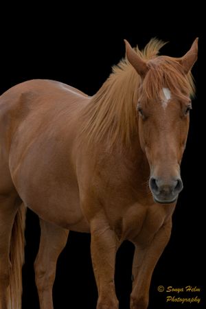 Majestic chestnut horse with flowing mane stands alert against black background.