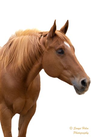 Side view of a chestnut horse with light mane against white background.