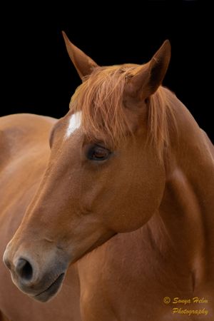 Close-up portrait of a chestnut horse's head with alert ears against black background.
