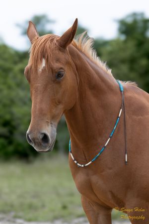 Chestnut horse wearing blue and white beaded necklace in outdoor setting.