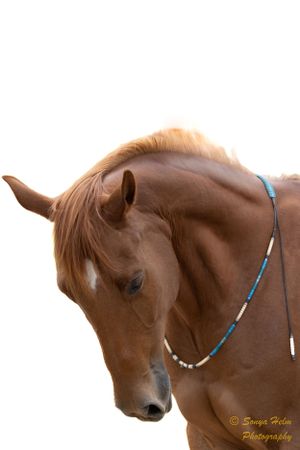 Chestnut horse wearing turquoise beaded necklace looking down gracefully.