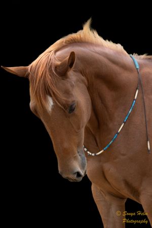 Profile of chestnut horse wearing decorative blue necklace against dark background.