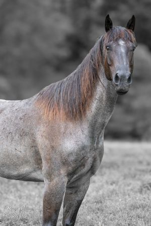 Roan colored horse standing proudly in profile with dark mane against blurred background. Sonya Helm Equine Photography, Bristol, TN