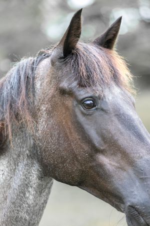 Detailed headshot of a bay horse with expressive eyes and attentive expression. Sonya Helm Equine Photography, Bristol, TN