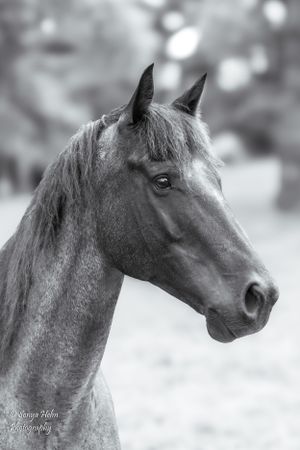 Black and white portrait of a bay horse with elegant profile and alert ears. Sonya Helm Equine Photography, Bristol, TN