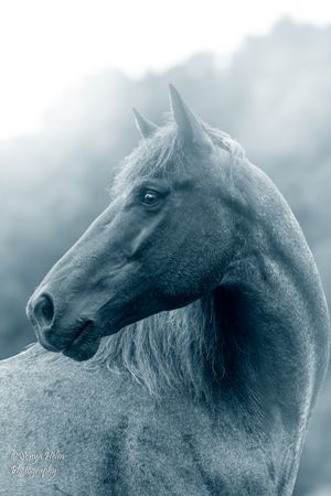 Monochromatic portrait of a majestic horse with focused gaze against misty background. Sonya Helm Equine Photography, Bristol, TN