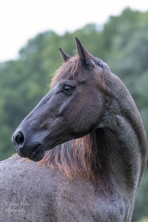 Close-up portrait of a dark brown horse's head and neck against a blurred natural background. Sonya Helm Equine Photography, Bristol, TN