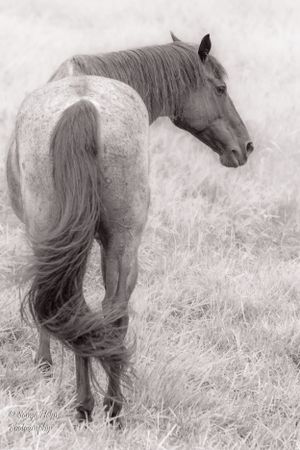 Black and white artistic photo of horse's rear view showing flowing tail in field. Sonya Helm Equine Photography, Bristol, TN