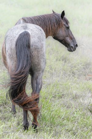 Roan horse with flowing tail viewed from behind standing in grassy field. Sonya Helm Equine Photography, Bristol, TN