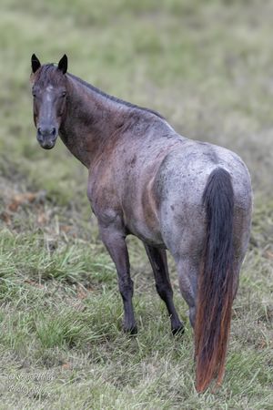 Gray horse with dark mane and tail standing in profile on grassy meadow. Sonya Helm Equine Photography, Bristol, TN