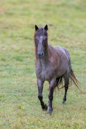 Gray horse trotting through grassy field showing muscular form and movement. Sonya Helm Equine Photography, Bristol, TN