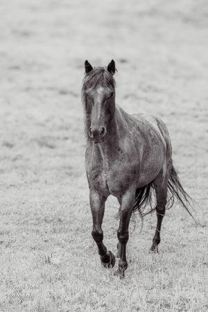 Monochrome image of horse running across an open field. Sonya Helm Equine Photography, Bristol, TN