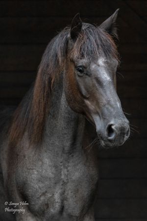 Dramatic portrait of dark horse with glossy coat against black background. Sonya Helm Equine Photography, Bristol, TN