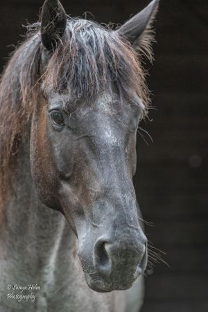 Close-up portrait of gray horse with windswept mane against dark background. Sonya Helm Equine Photography, Bristol, TN