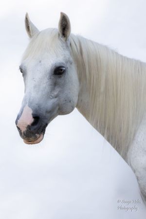 Side profile of a white horse with long flowing mane against pale background. Sonya Helm Equine Photography, Bristol, TN