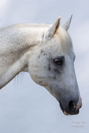 Close-up profile of white horse's head against light background showing gentle expression. Sonya Helm Equine Photography, Bristol, TN