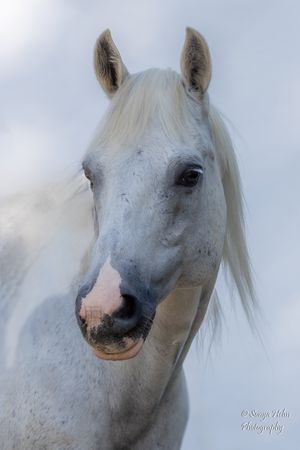 Portrait of white horse with flowing mane against soft light background. Sonya Helm Equine Photography, Bristol, TN