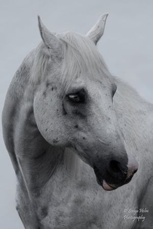 Monochrome close-up portrait of white horse showing noble profile and expressive eye. Sonya Helm Equine Photography, Bristol, TN
