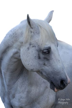 Portrait of a white horse with alert ears and soft expression against blue sky. Sonya Helm Equine Photography, Bristol, TN