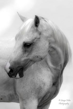 Black and white portrait of a majestic white horse with expressive eyes and flowing mane. Sonya Helm Equine Photography, Bristol, TN