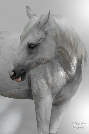 Close-up profile of an elegant white horse with gentle features against a light background. Sonya Helm Equine Photography, Bristol, TN