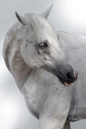 Artistic close-up of a white horse's face showing detailed features and muscular neck. Sonya Helm Equine Photography, Bristol, TN